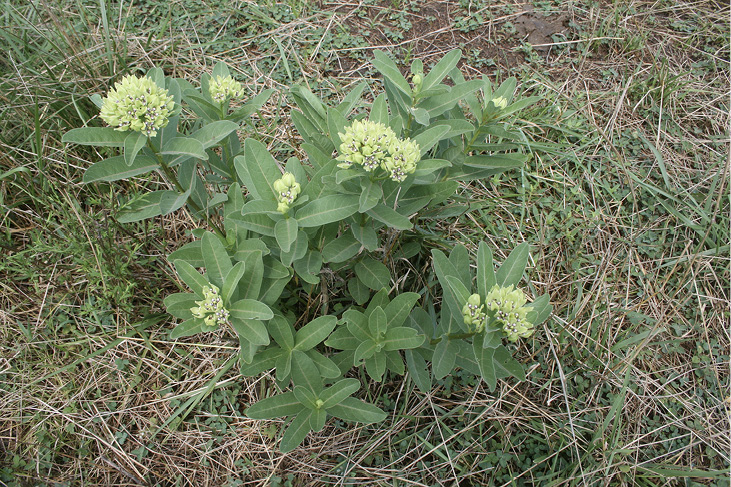 Plant with clusters of flowers and seeds and oblong leaves. 