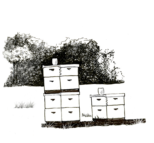 Several stacked beehive boxes in an open field.