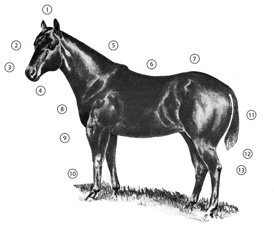 Side view of a quarter horse with important parts numbered. The list of parts is in text to the right.