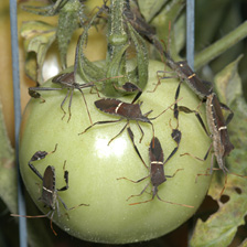 Leaf-footed bugs (described in text) on a green tomato.