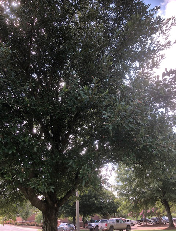 A live oak with dark green leaves. 