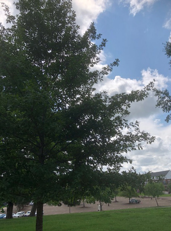 A large nuttall oak. 