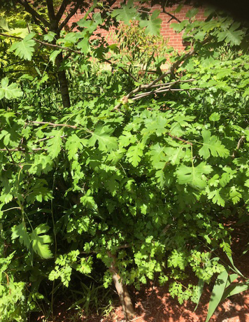 A small parsley hawthorne tree.