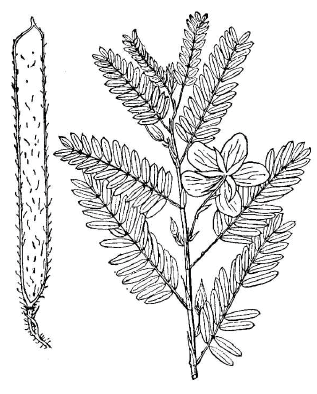 Illustration of a bird resting on a thin branch. 