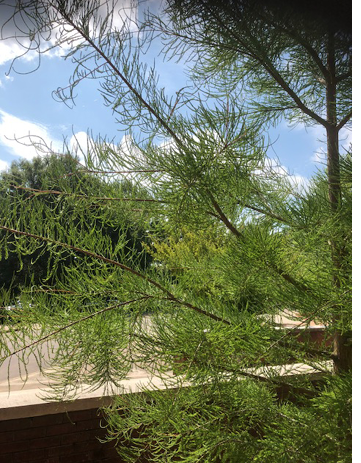 A pond cypres with thin and flimsy leaves. 