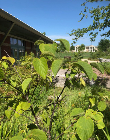 A siverbell tree without flowers. 