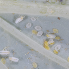 Tiny white and yellow insects viewed through a microscope.