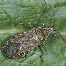 Squash bug adult described in text.