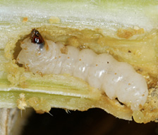 Close-up of a white larvae.