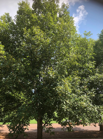 A swamp chestnut oak. 