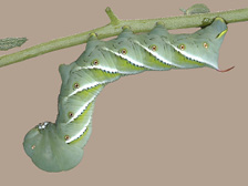 Tobacco hornworm described in text.