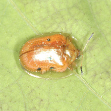 Golden tortoise beetle described in text.