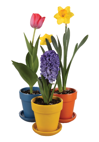 Red, yellow, and purple flowers are blooming in contrasting colored pots.