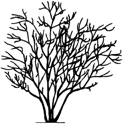 Drawing of a crapemyrtle with six main branches and a large, multibranched crown.