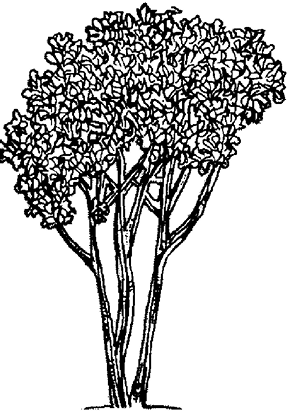 A crapemyrtle with three main branches and a compact crown with many blooms.