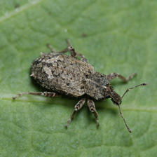Vegetable weevil described in text.