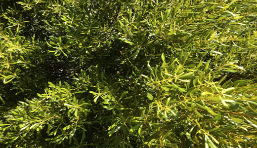 Thin, green wax myrtle leaves. 