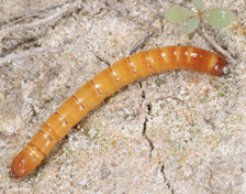 Wireworm described in text.