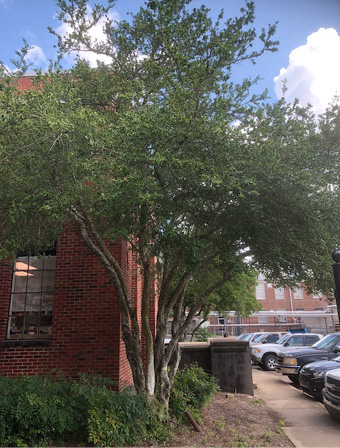 A yaupon holly tree with several stems. 