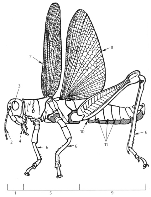 Diagram of an insect with numbers and arrows pointing to different parts.