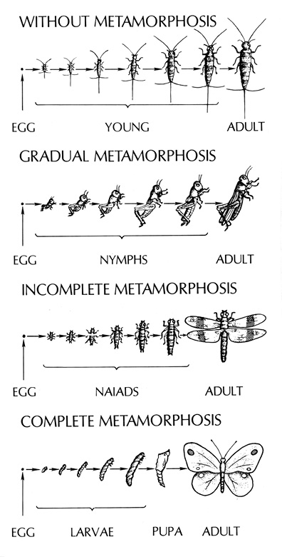 Insects that do not go through metamorphosis start as an egg, progress to a young stage, and then to an adult. Insects that go through gradual metamorphosis start as an egg, progress to a nymph, and then to an adult. Insects that go through incomplete metamorphosis start as an egg, progress to a naiad, and then finish as an adult. Insects that go through complete metamorphosis begin as a egg, progress to larvae, then pupa, and then to an adult. 