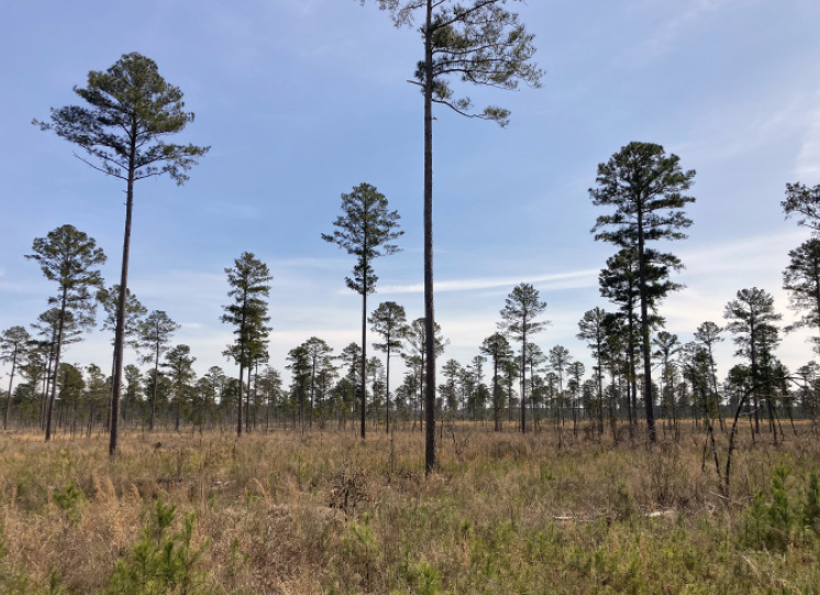 Natural Regeneration Using Seed Trees Mississippi State University