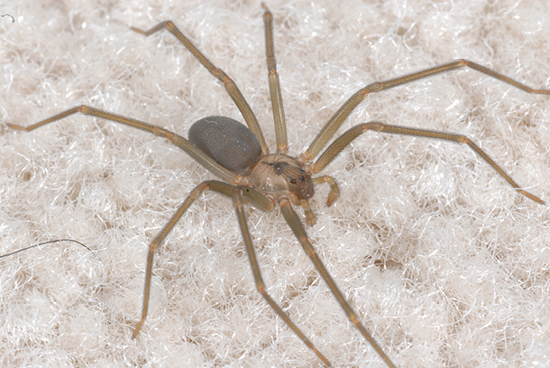 Spiders: Brown Recluse and Black Widow  Mississippi State University  Extension Service