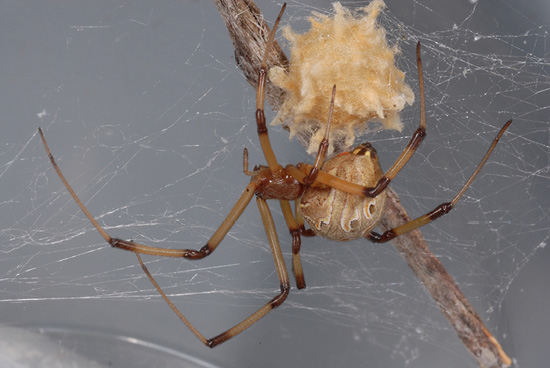 brown recluse with egg sac