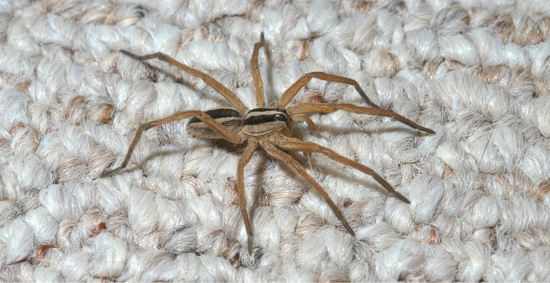 Brown Recluse Spiders 101  Center For Wilderness Safety