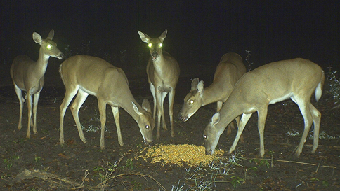 Several does at a pile of feed. 