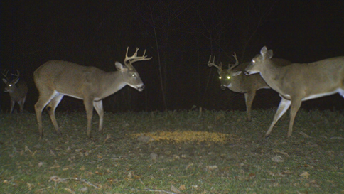 Three bucks and a doe at a bait site. 