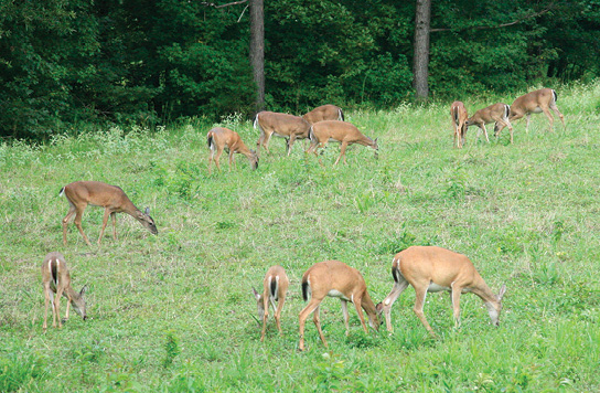 Flanking Fire  National Deer Association