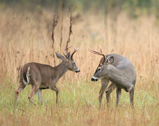 Two bucks in a field. 