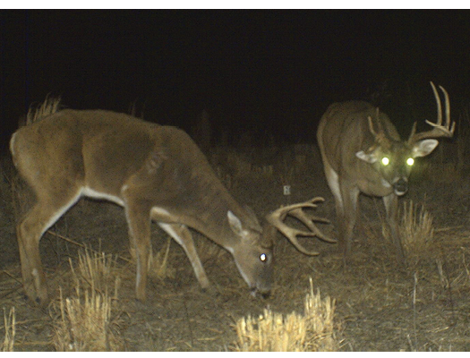 Two bucks in a field at night. 