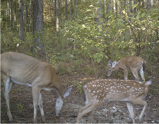 A doe with two spotted fawns. 