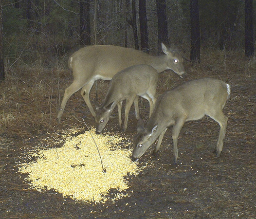 Three similar-sized deer. 