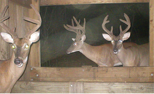 Three bucks at a supplemental feeder with wooden walls and window. 