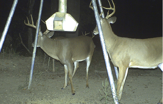 Two deer with equipment blocking the view. 