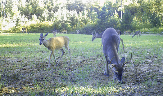 Several deer grazing. 