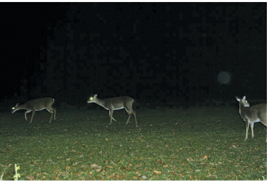 Three deer in a dark field. 