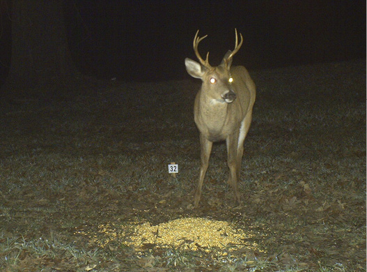 A deer at a pile of food with a small sign nearby. 