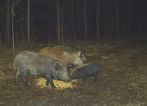 Wild pigs eating deer feed from the ground. 