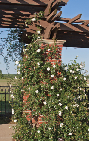 Pests and Diseases  Peter Beales Roses - the World Leaders in Shrub,  Climbing, Rambling and Standard Classic Roses