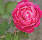 Roses in Mississippi: The Allure, Lore, and History of Roses ...