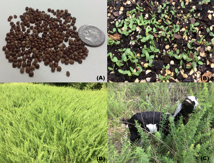 Composite of four images. The first compares the size of the seeds to a quarter. Approximately 20-25 seeds are the size of a quarter. The second picture shows green seedlings barely emerging from the dark brown earth. The third picture shows a field of the taller, full-grown lespedeza waving in the wind. The fourth picture is of a black and white goat in a field of lespedeza. 