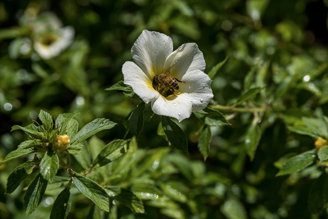 A bee in the center of a light yellow flower.