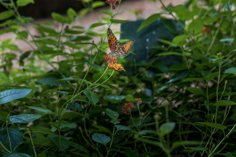 An orange and black butterfly on an orange lantana bloom.