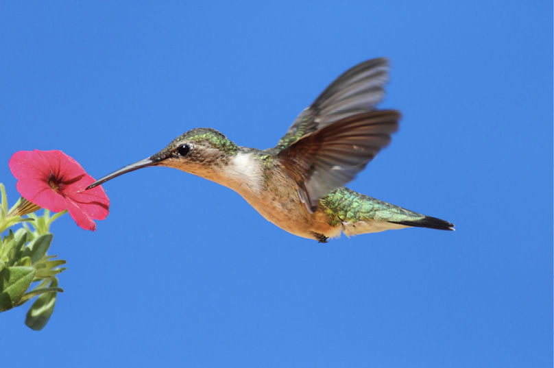 A hummingbird hovers while feeding on a bright-pink flower.