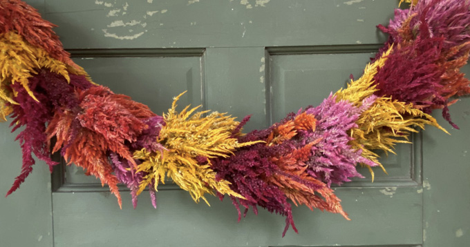 A garland of several bright colors of Celosia plumes hanging at the top of a door.