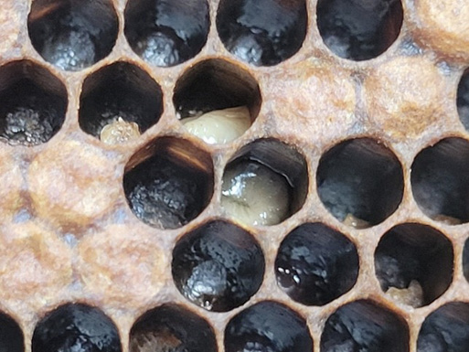 Closeup of combs with several unfilled sections and several sections with visible larvae inside.